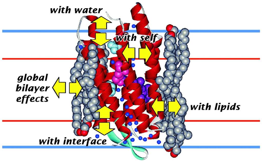 Interactions of Membrane