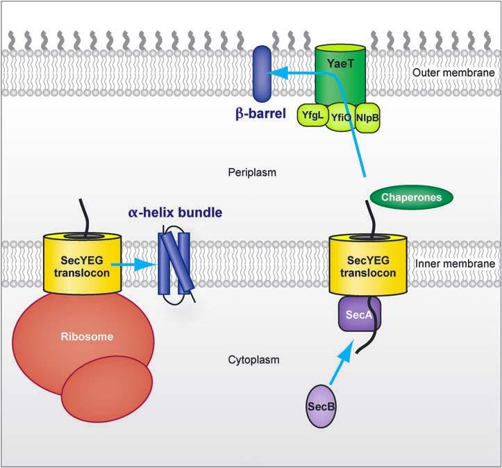 Membrane Protein Translocation
