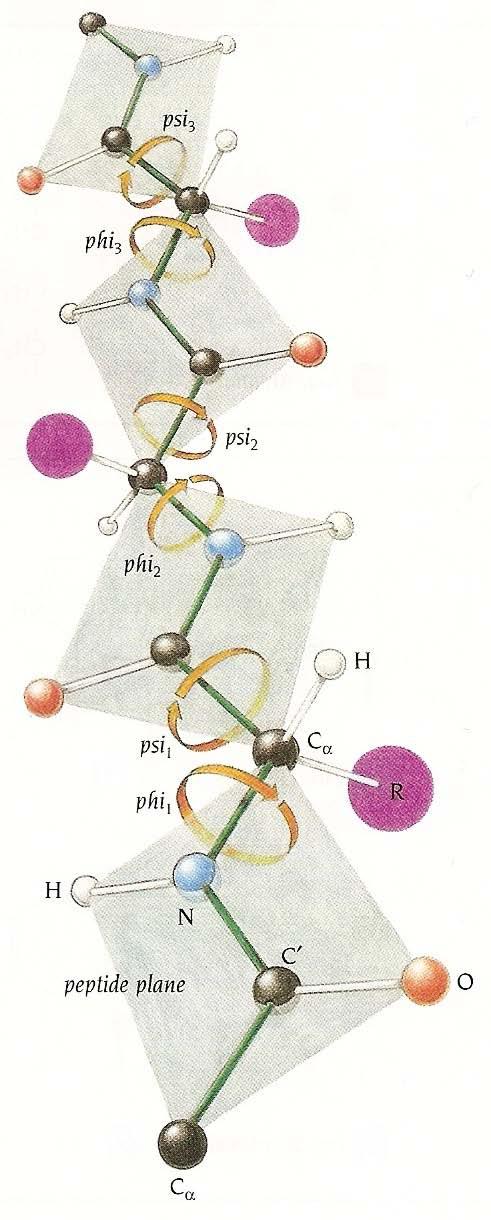 picture of polypeptide ψ φ