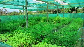 Moringa oleifera included in gardens Use of moringa as a living fence around household gardens: combined effect of