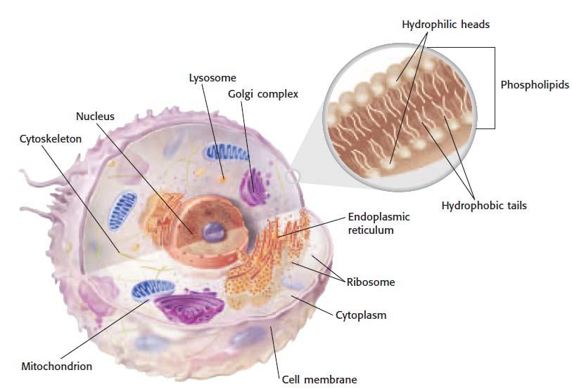 Cell organelles Cell Wall Plant cells have an outermost structure called a cell wall. A cell wall is a rigid structure that gives support to a cell.