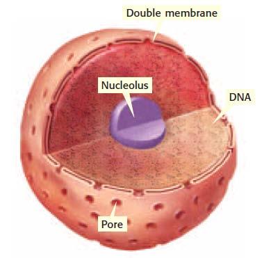 cells that lack a cell wall. In cells that have a cell wall, the cell membrane lies just inside the cell wall. The cell membrane contains proteins, lipids, and phospholipids.
