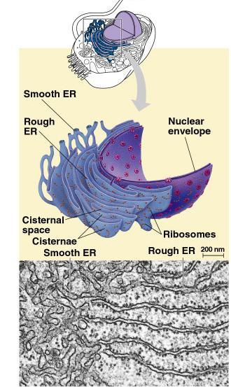 Endoplasmic Reticulum Function helps complete the proteins after ribosome