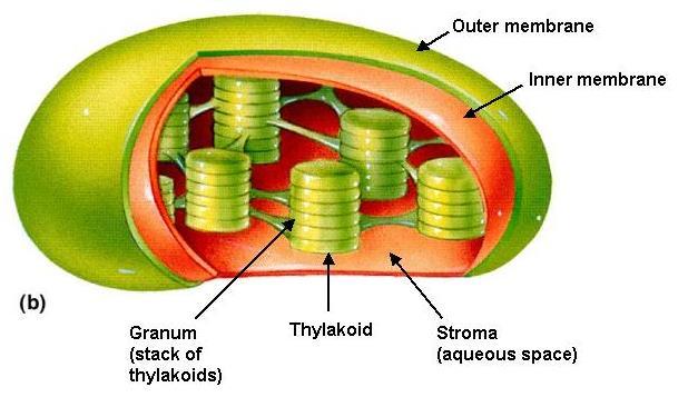 CENTRIOLES These produce microtubules for cell division CHLOROPLASTS This is