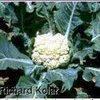 mustard plants over hundreds of years: Cabbage,