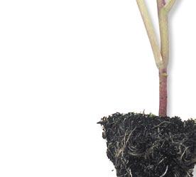 Roots help the plant stay secure in the ground. They start from the base of the plant and spread in the soil. There are many types of root.