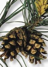It can take two years for seeds to mature fully. Then the cone opens and the seeds are released. There is no fruit to protect gymnosperm seeds.
