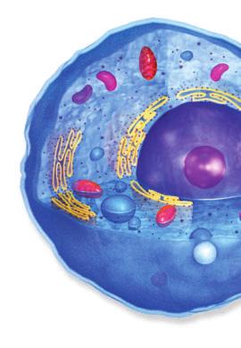 What are the functions of organelles? Parts of a Cell All cells must perform key functions to stay alive. For example, a cell must take in, store, and release energy.