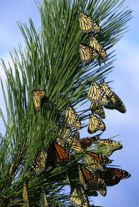 These are the new fourth generation of monarch butterflies, so how do they know which trees are the right ones to hibernate in?