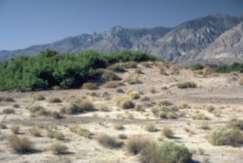 B Dry Climates Dry Tropical Climate (Bw) DESERT BIOME These desert climates are found in low-latitude deserts approximately between 15 to 30 in both