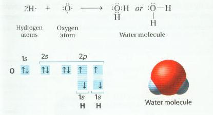 Sharing of Electrons Water - H 2 O - Covalent Bonding H = 1e -, O = 6e - Each H shares their electron with O O = 8e-