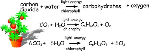 Photosynthesis Equation In the words of a famous