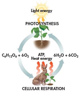 Comparing Photosynthesis and Cellular Respiration The release of energy by cellular respiration takes place in plants,