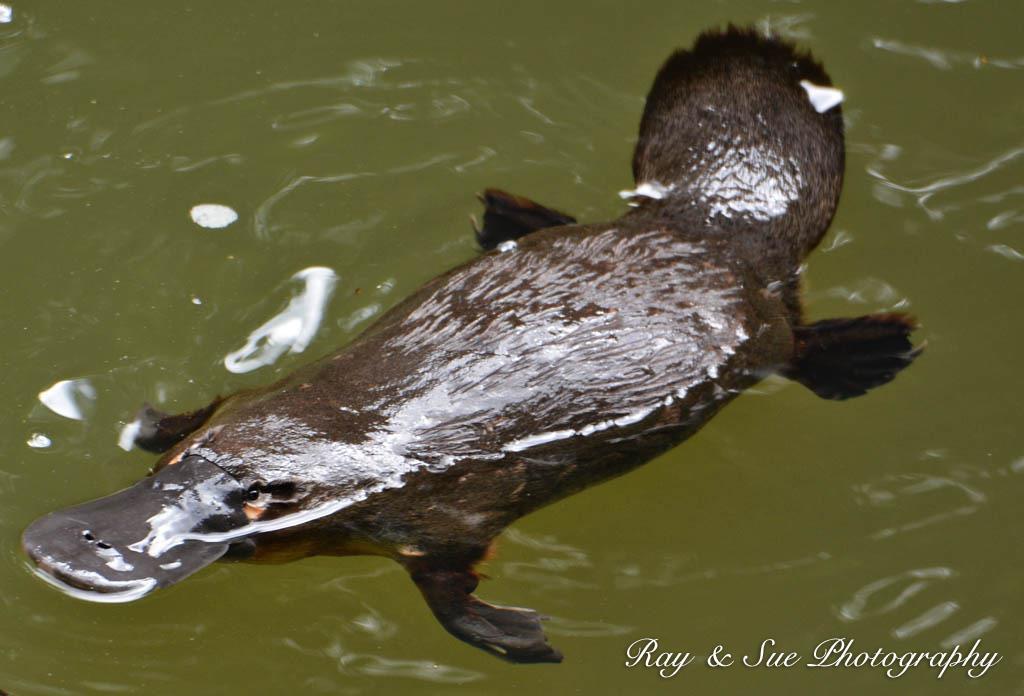 KINGDOM ANIMALIA : Duckbilled Platypus Chordate No