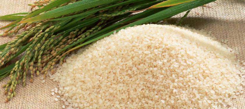 Rapid determination of five arsenic species in polished rice using HPLC-ICP-MS Application note Food safety Authors Bing Yue China National Center For Food Safety Risk Assessment, Beijing, China