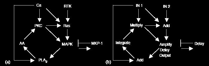 Complex Networks R. Milo,1 S. Shen-Orr,1 S.