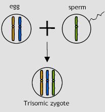 Meiosis error - fertilization Should the gamete with the chromosome pair be fertilized then the offspring will not