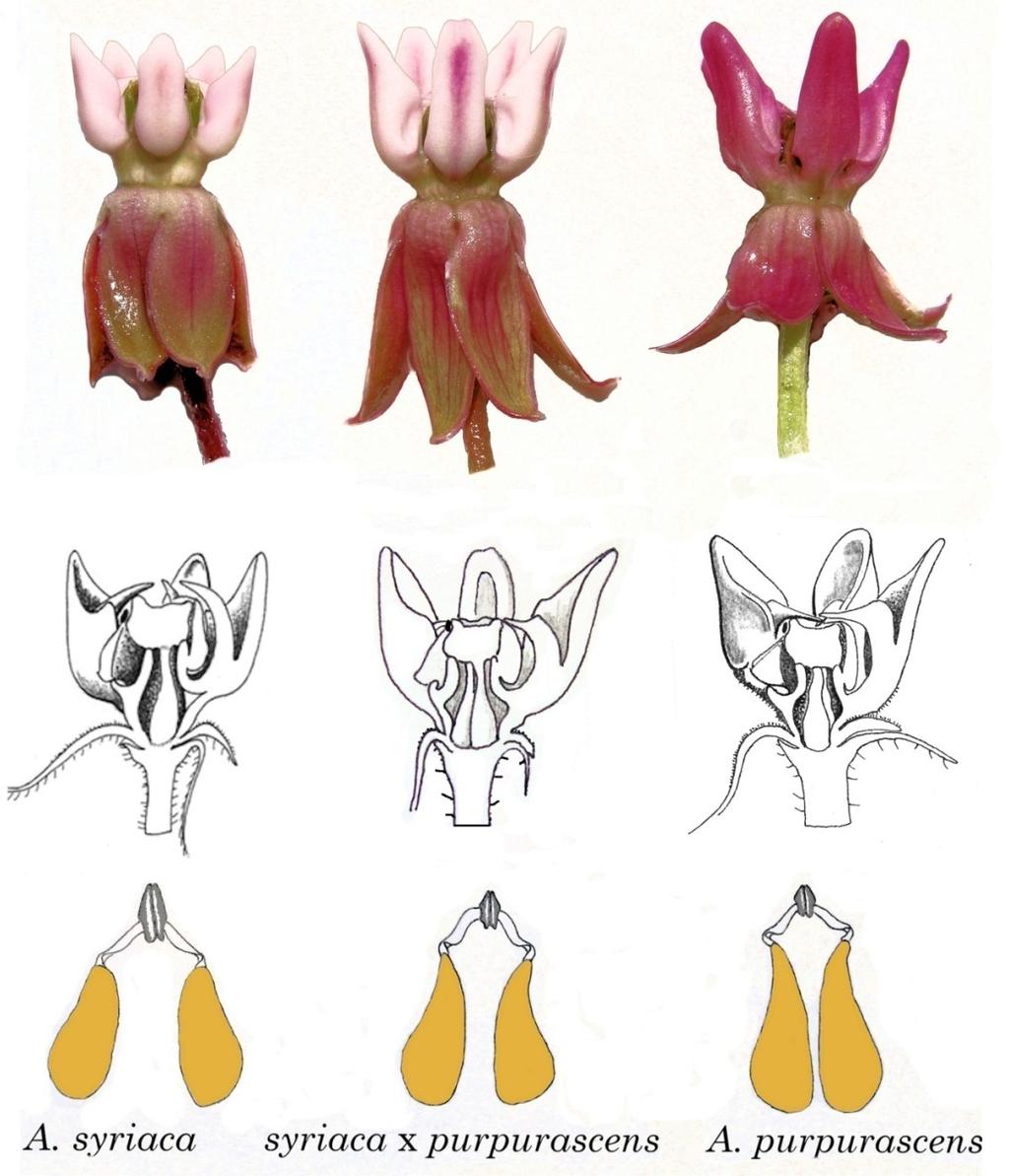 134 Phytologia (April 1, 2014) 96(2) Figure 3. Asclepias syriaca x A. purpurascens. A comparison of the three flowers.