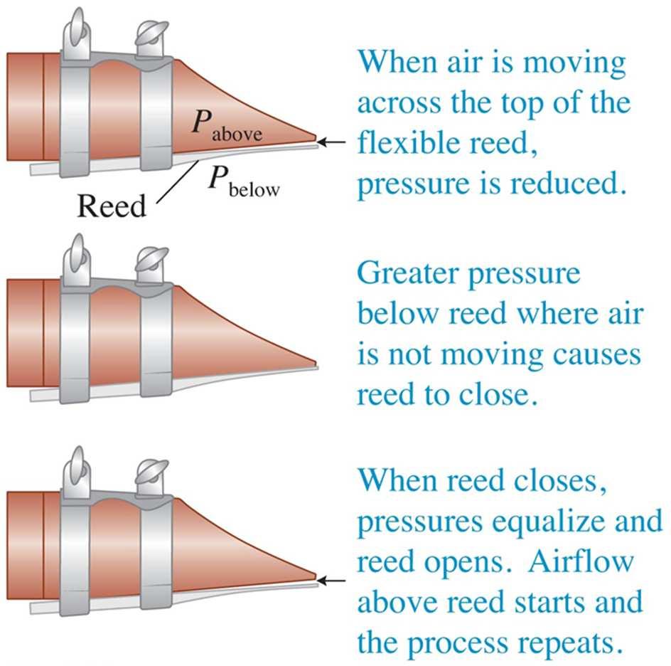 Clarinet Reed A musician blows air into a clarinet, moving air across the top of a reed. Air pressure across the top of the reed decreases relative to the pressure below the reed.