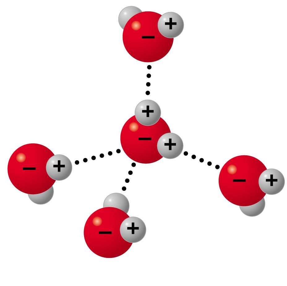 Hydrogen bond formation in
