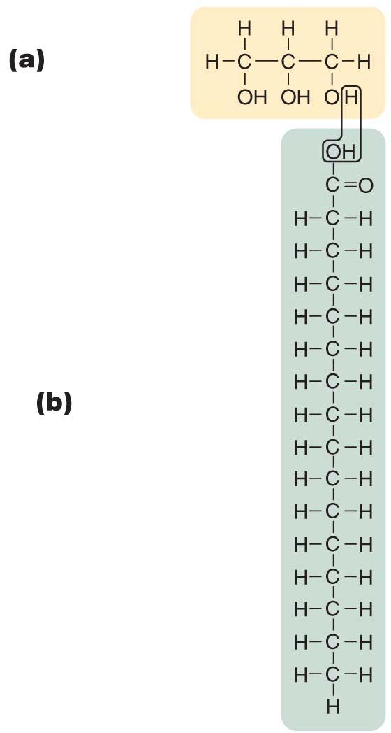 Structural formulas of simple lipids.