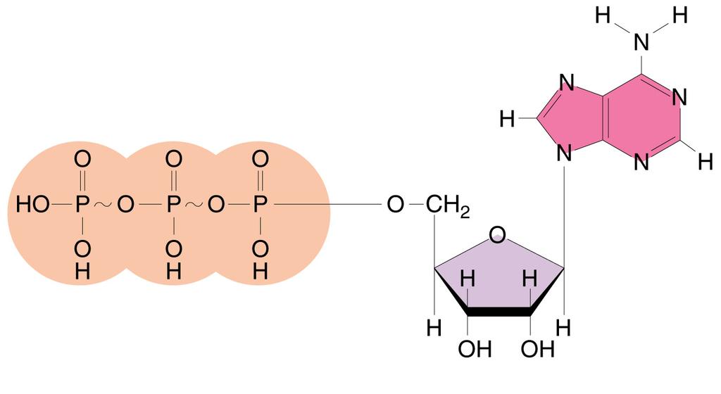 The structure of ATP.