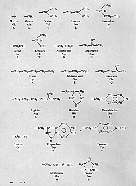 figure 1 The side chains have a wide chemical variety which is vital for the unique functions of biological proteins (Figure 1).