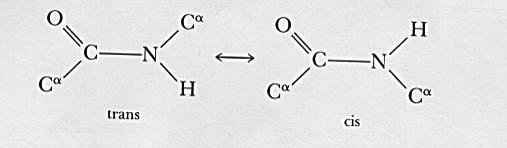 negative charges, and the two less electronegative atoms, C and H, can bear partial positive charges. The peptide group consisting of these four atoms can be thought of as a resonance structure.