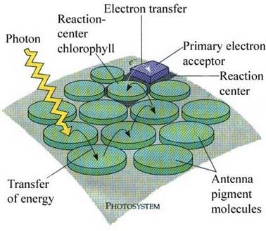 LIGHT REACTIONS In a chloroplast molecule, light is not absorbed by independent chlorophyll pigment molecules.