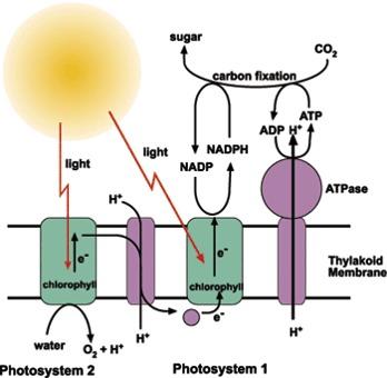 LIGHT REACTIONS PHOTOSYSTEM 1 contains chlorophyll P700 absorbs red light PHOTOSYSTEM 2 contains chlorophyll P680 absorbs red light