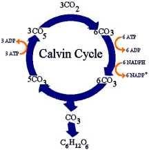 CALVIN CYCLE occurs in the stroma of the chloroplast is a cyclic