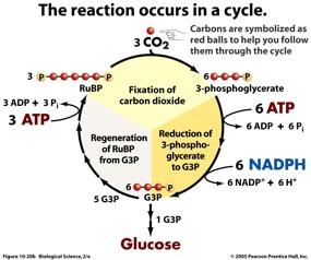 CALVIN CYCLE The Calvin Cycle can be divided into 3 phases: 1.
