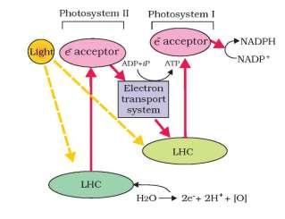 THE ELECTRON TRANSPORT Fig: The light harvesting complex In photosystem II the reaction centre chlorophyll a absorbs 680 nm wavelength of red light causing electrons to become excited and jump into