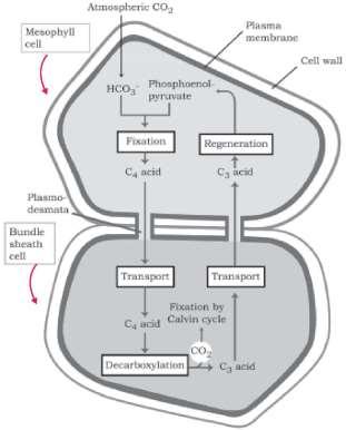 9 Photosynthesis in Higher Plants https://biologyaipmt.com/ Thus, the basic pathway that results in the formation of the sugars, the Calvin pathway, is common to the C3 and C4 plants.