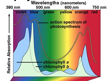 How plants capture electromagnetic energy Plant pigments absorb