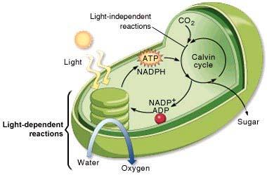 Summary of Photosynthesis cellular