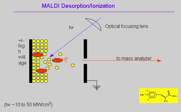 General Aspects Mass Analyzers MALDI TOF Mass Spectrometers Some common MALDI matrices at 337 nm.