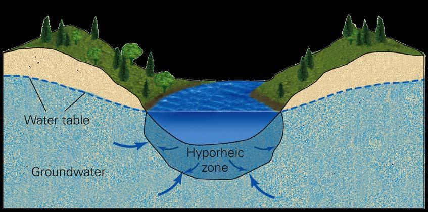 Permanent and Ephemeral Streams Hyporheic zone: surface/groundwater exchange
