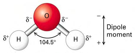 Water is a Polar Molecule Covalent bonds between O & H are polar.