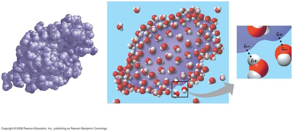 Macromolecules in Water (a) Lysozyme molecule in a nonaqueous environment (b) Lysozyme molecule (purple) in an aqueous environment (c) Ionic and polar regions on the protein s surface attract water