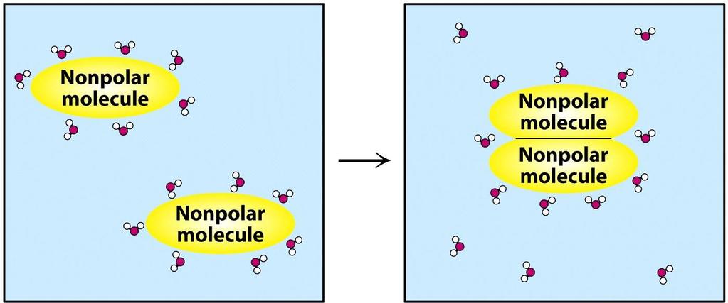 Hydrophobic interactions Not true bonds Self-association of nonpolar compounds in an