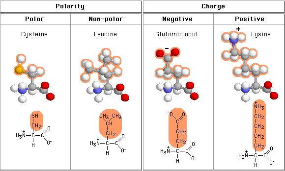 Net charge and isoelectric point (pi) Separation of charged molecules based on