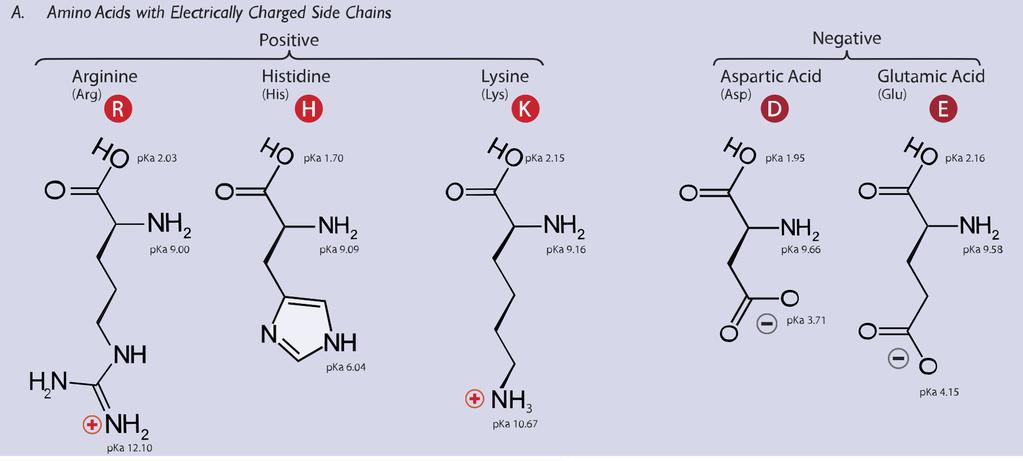 Charge of the amino acid side chains Two are negative charged: aspartic acid (Asp, D) and glutamic acid (Glu, E) (acidic