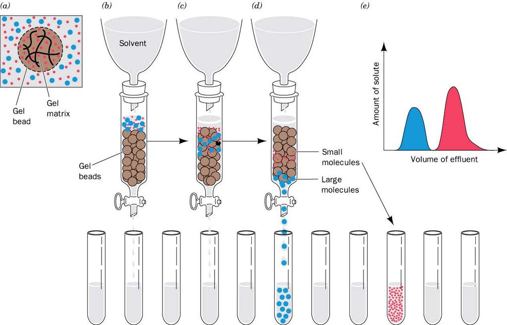 Gel Filtration Chromatography Simple column-based means to separate small