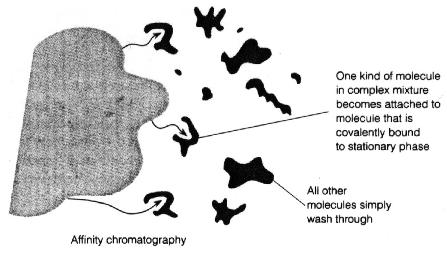 Types of Chromatography (continued) Affinity Chromatography This is the most selective type of chromatography employed.
