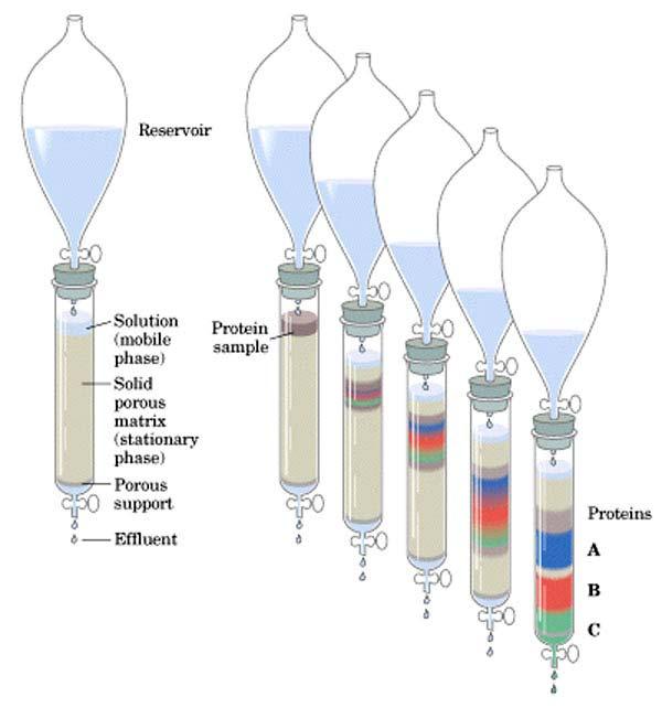 Hydrophobic Interaction Chromatography: A Form of Affinity Chromatography Support Bead Proteins