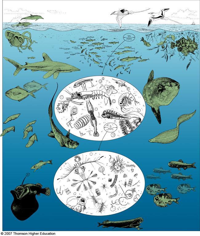 Three categories of marine organisms, defined by habitat and movement.