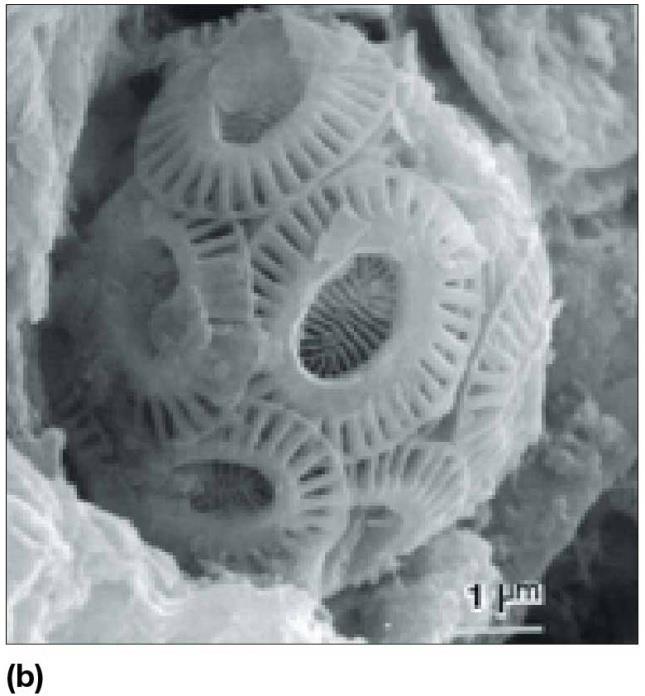 produce diatomaceous earth Coccolithophores plates of calcium carbonate