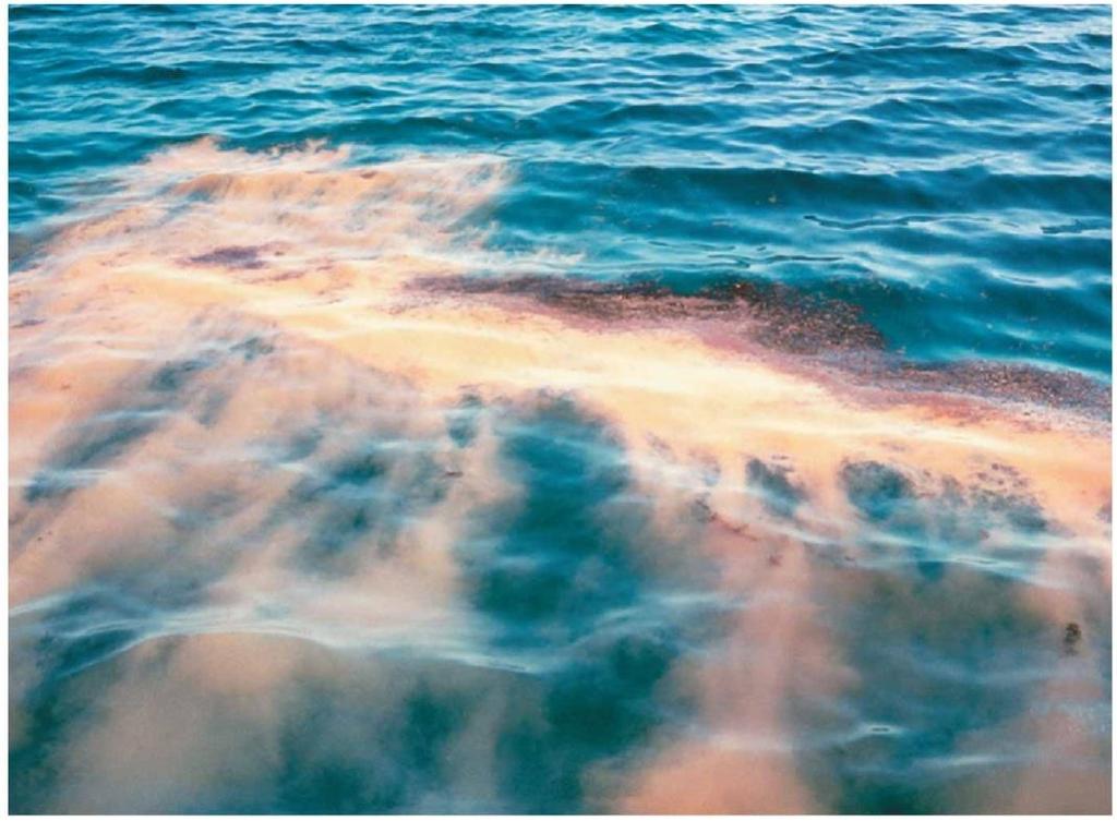 Harmful Algal Blooms Natural conditions may stimulate dinoflagellate productivity.