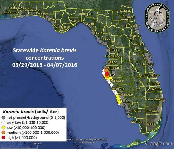 Karenia brevis causes most Florida HABs. http://myfwc.com/research/redtide/faq/ Why are red tides harmful? Many red tides produce toxic chemicals that can affect both marine organisms and humans.